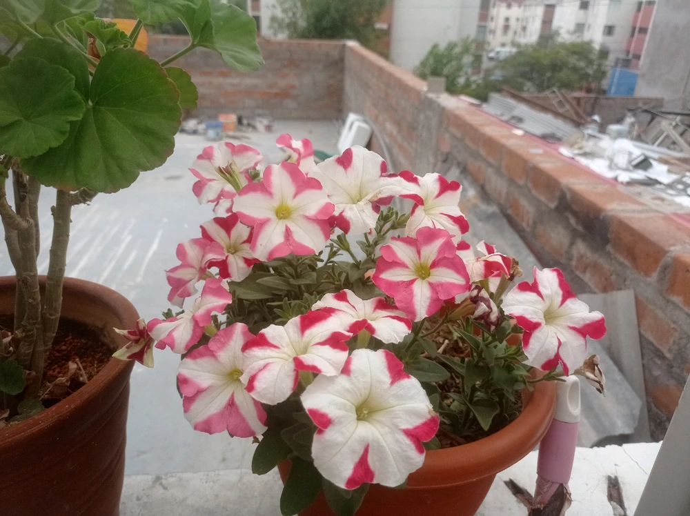 Imagen subida por Jose