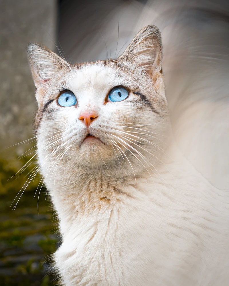 Image uploaded by Snorri