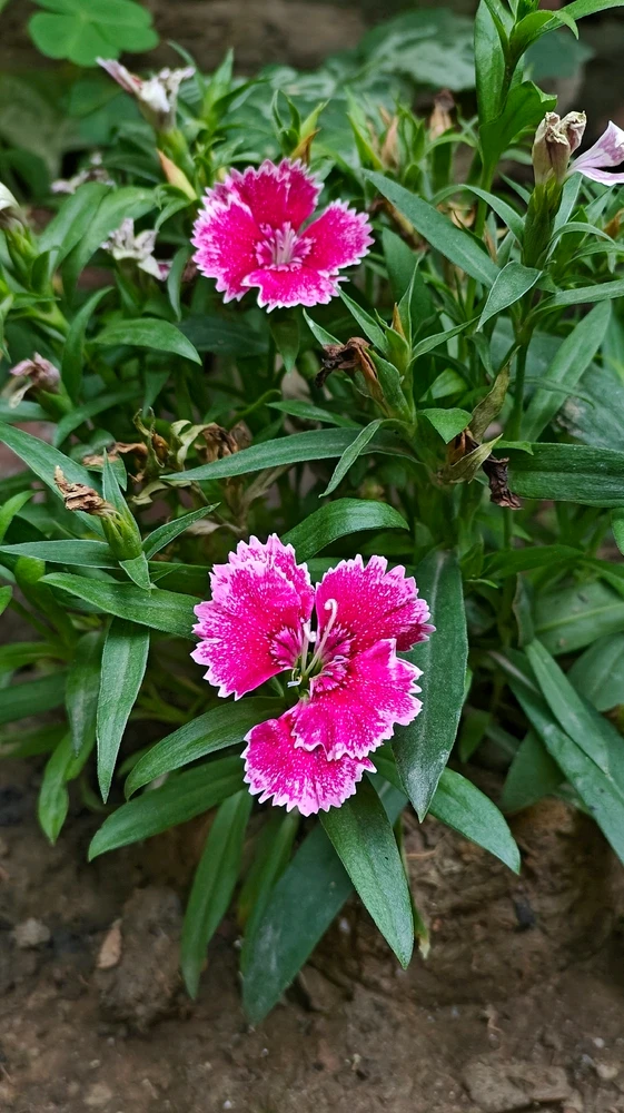 Image uploaded by Rishabh