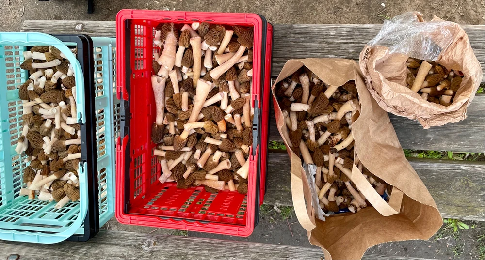 Bálint által feltöltött kép