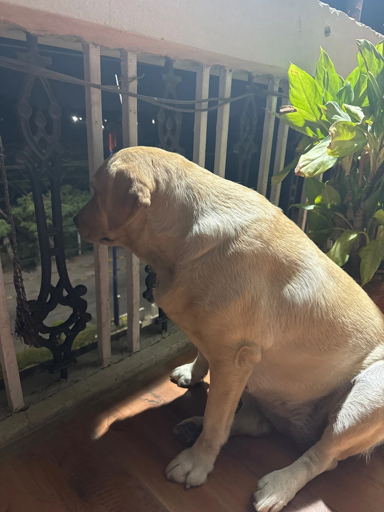 Image uploaded by Yash