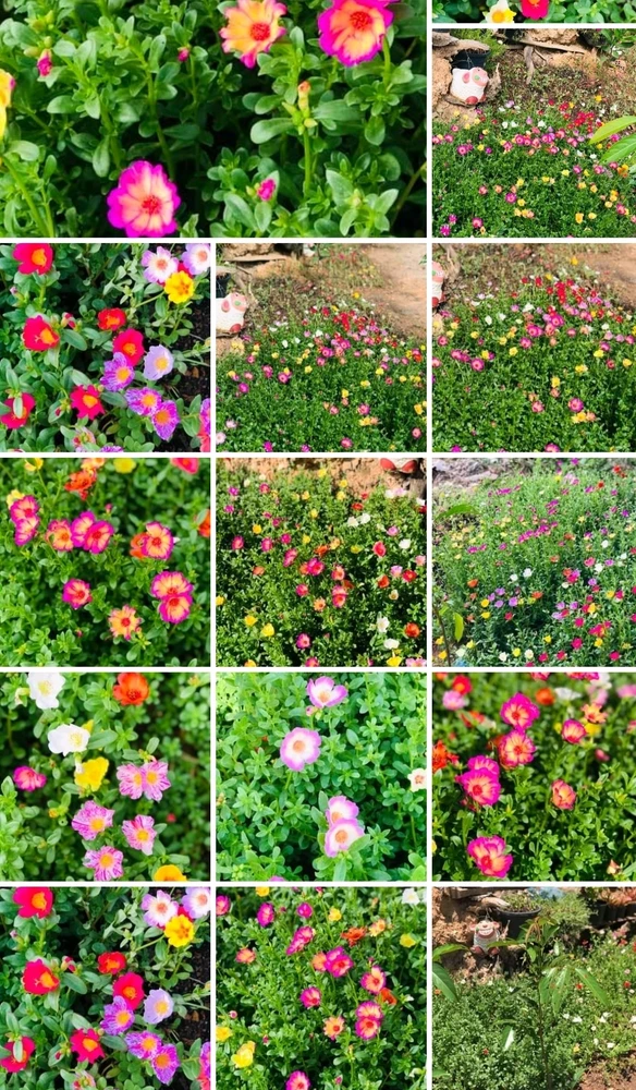 🌷☘️ LOVE☘️🌷上傳的圖片