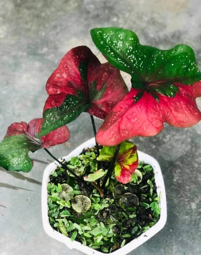Image uploaded by 🌷☘️ LOVE☘️🌷