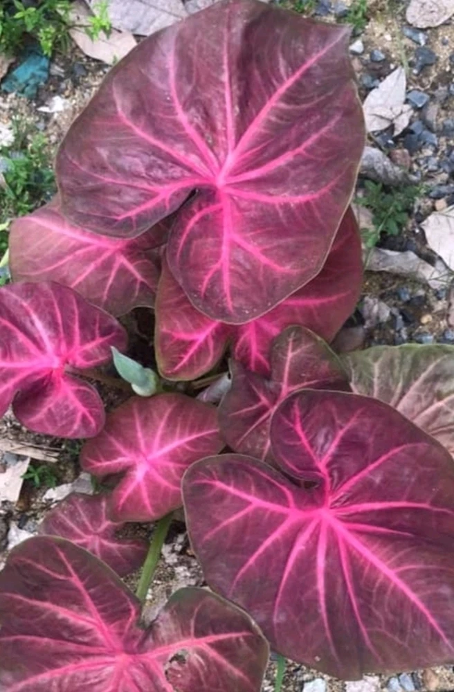 Image uploaded by 🌷☘️ LOVE☘️🌷