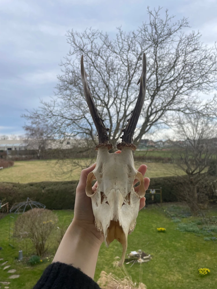 My Partners Father got me a dearskull🥰