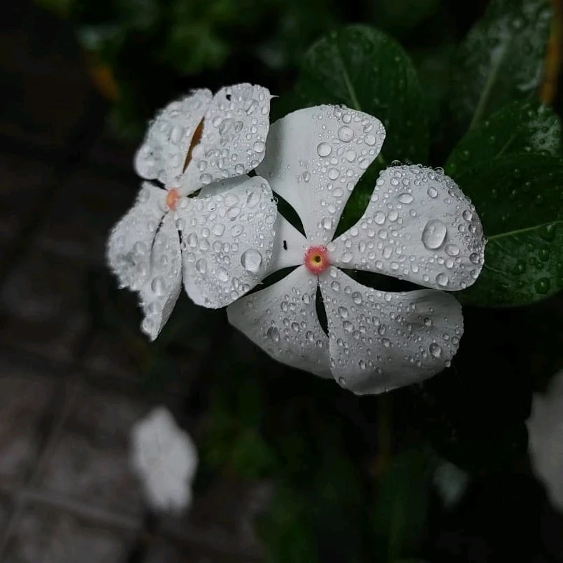 รูปที่อัพโหลดโดย Akshit