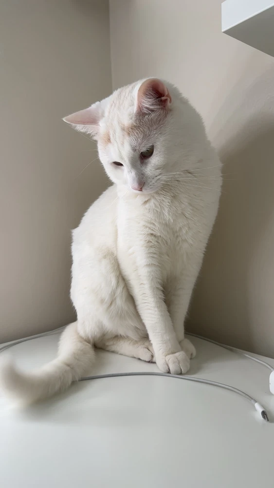 cat :)
