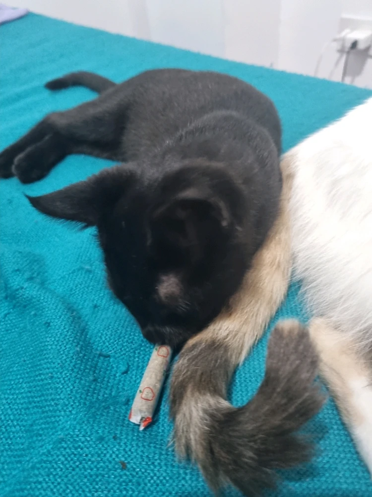 Imagen subida por David