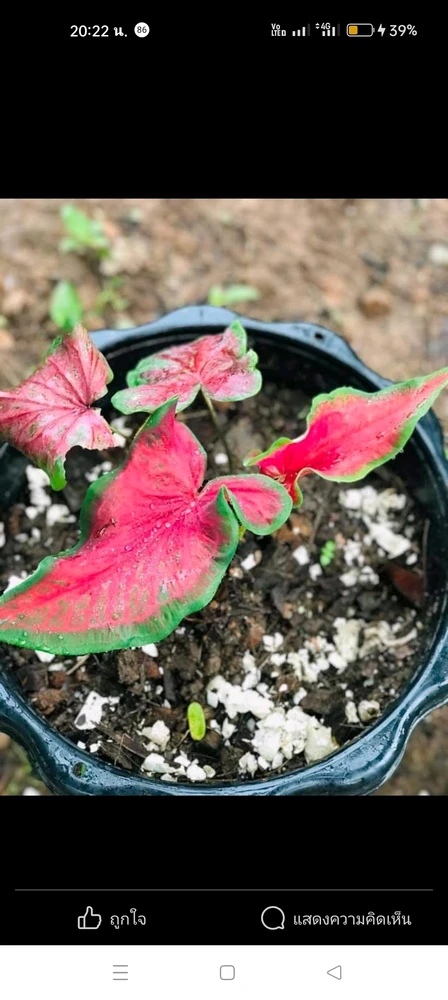 🌷☘️ LOVE☘️🌷 ले अपलोड गरेको तस्बिर