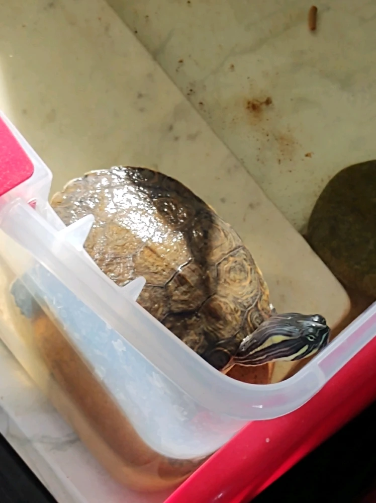 Imagen subida por Gustaf