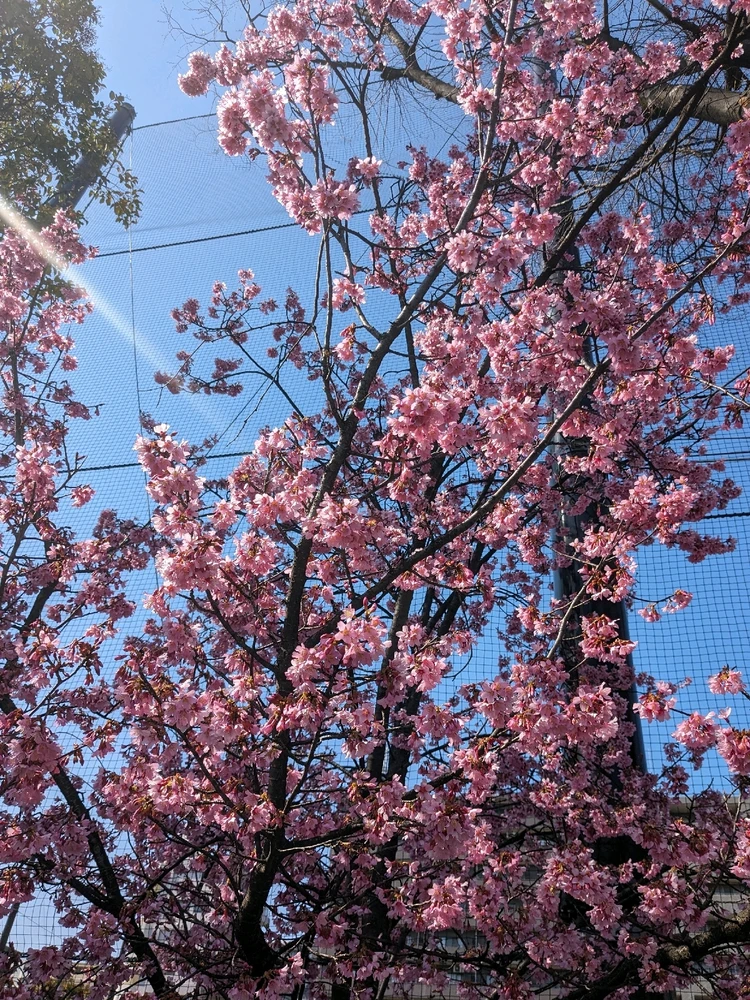 Image uploaded by ハミール (Hameer)