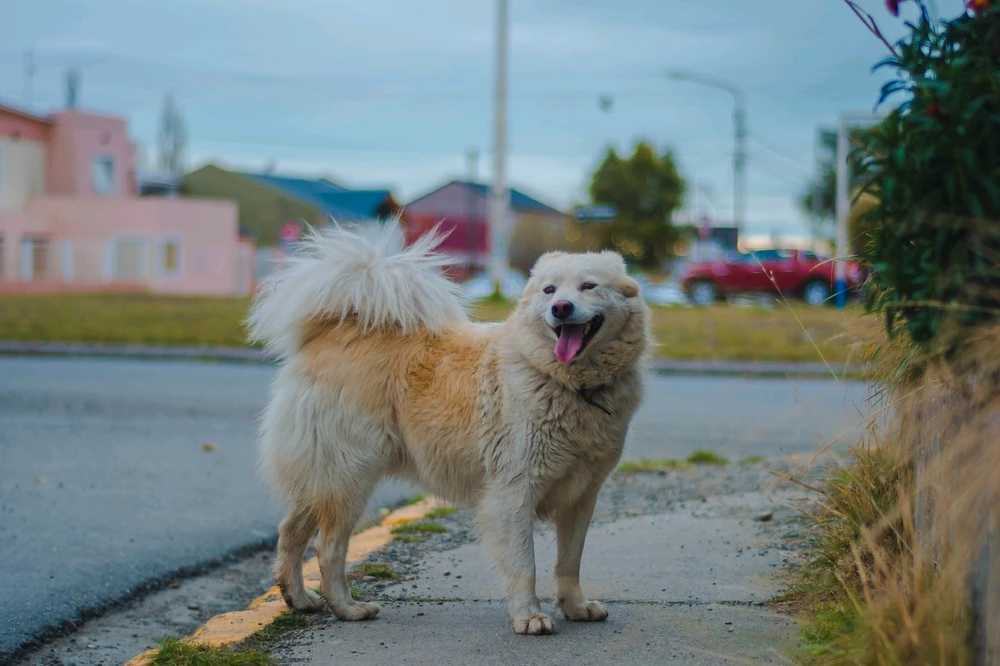 Imagen subida por Russo