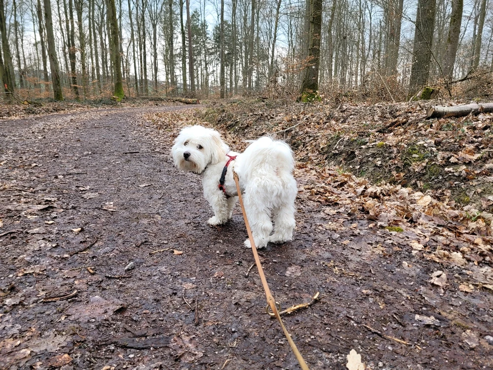 Marty McFly on a walk in the woods