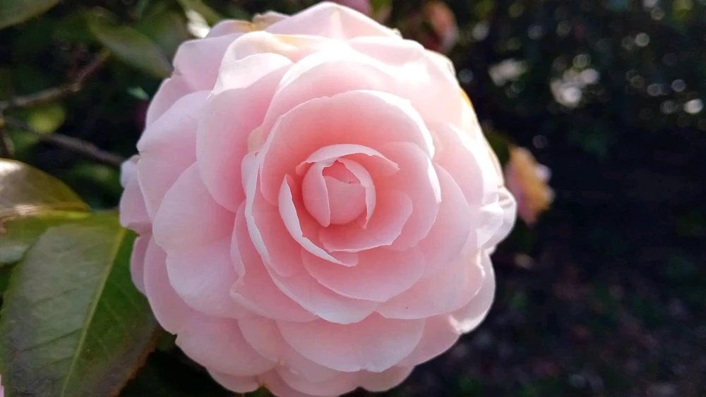 Immagine caricata da Giuseppe