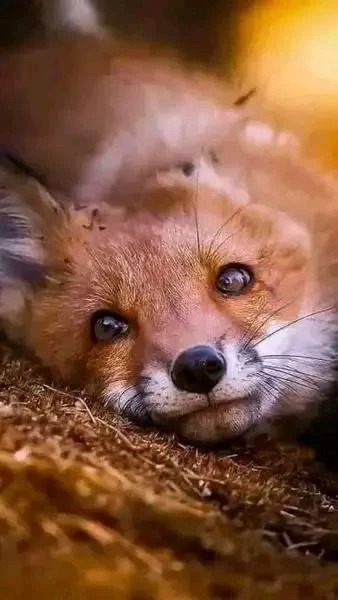 Image uploaded by ActionJackson