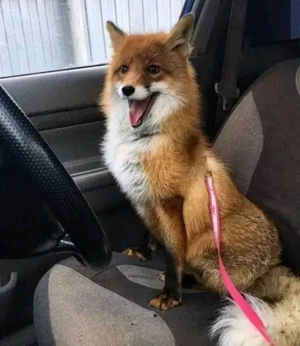 Image uploaded by ActionJackson