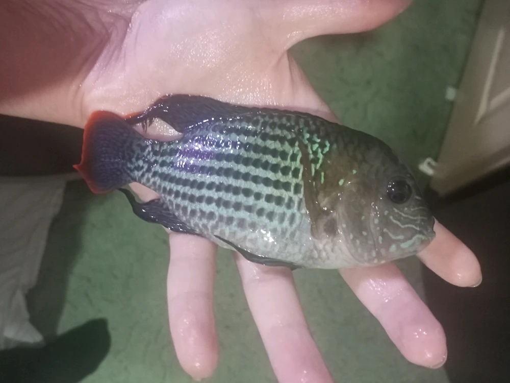 Cinarがアップロードした画像