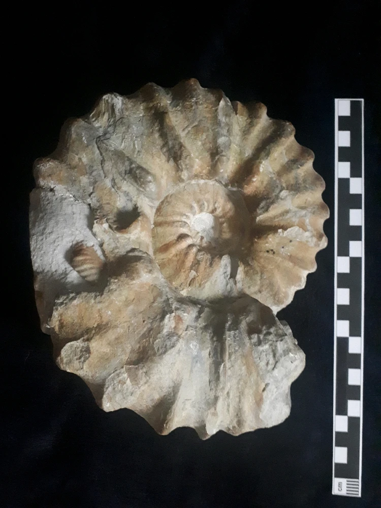 Bild hochgeladen von Herbert = ᚺᛖᚱᛒᛖᚱᛏ