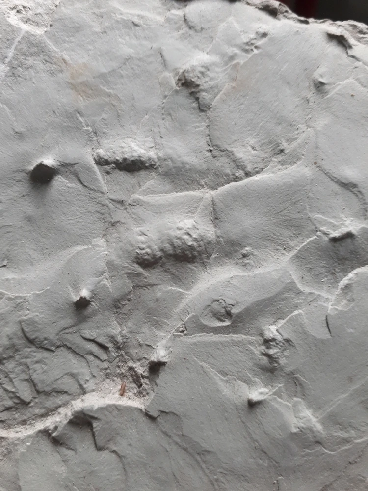 Saurier-Hautschuppen-Abdruck