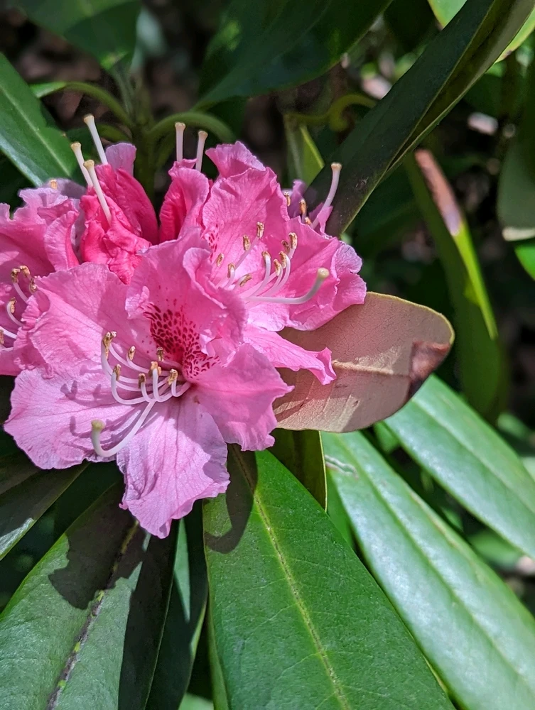 Image uploaded by Nathan