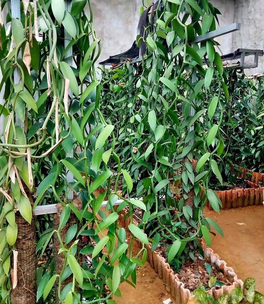 Image uploaded by Edo