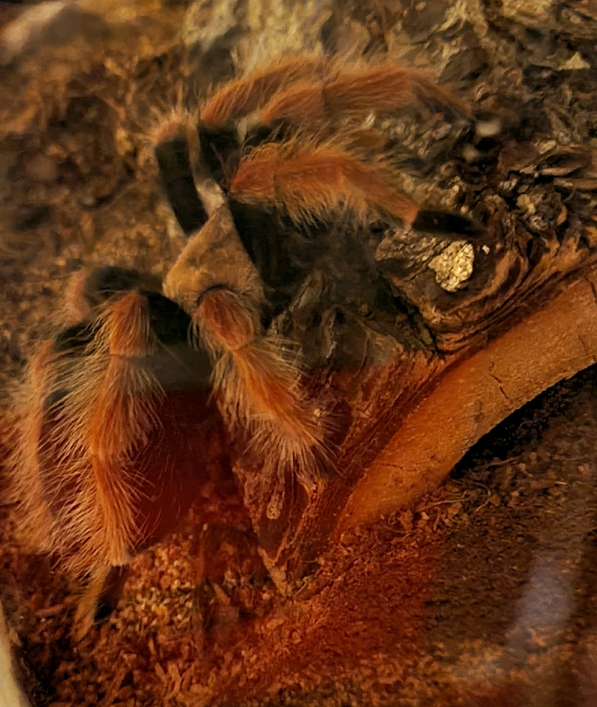 Image uploaded by Drake Basinger