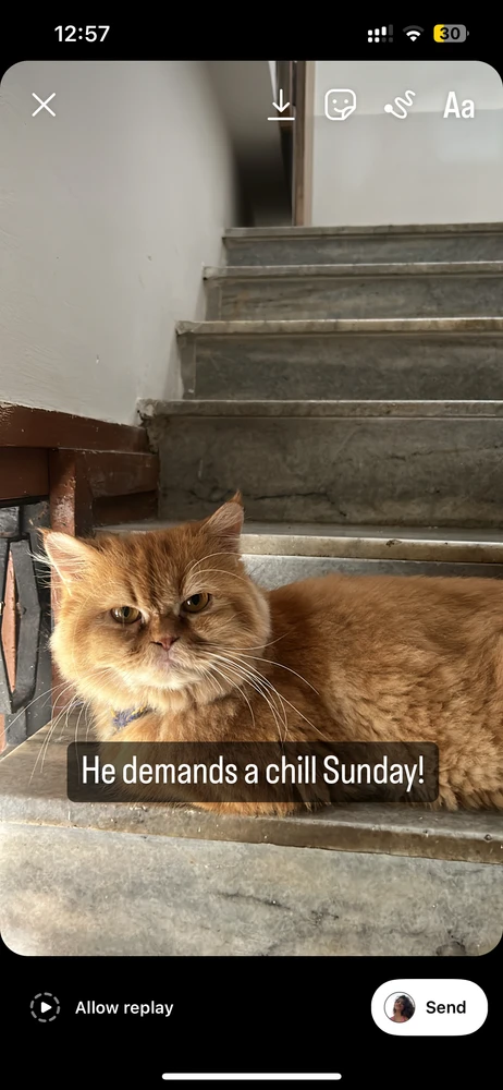 My billu asking for a Sunday 
