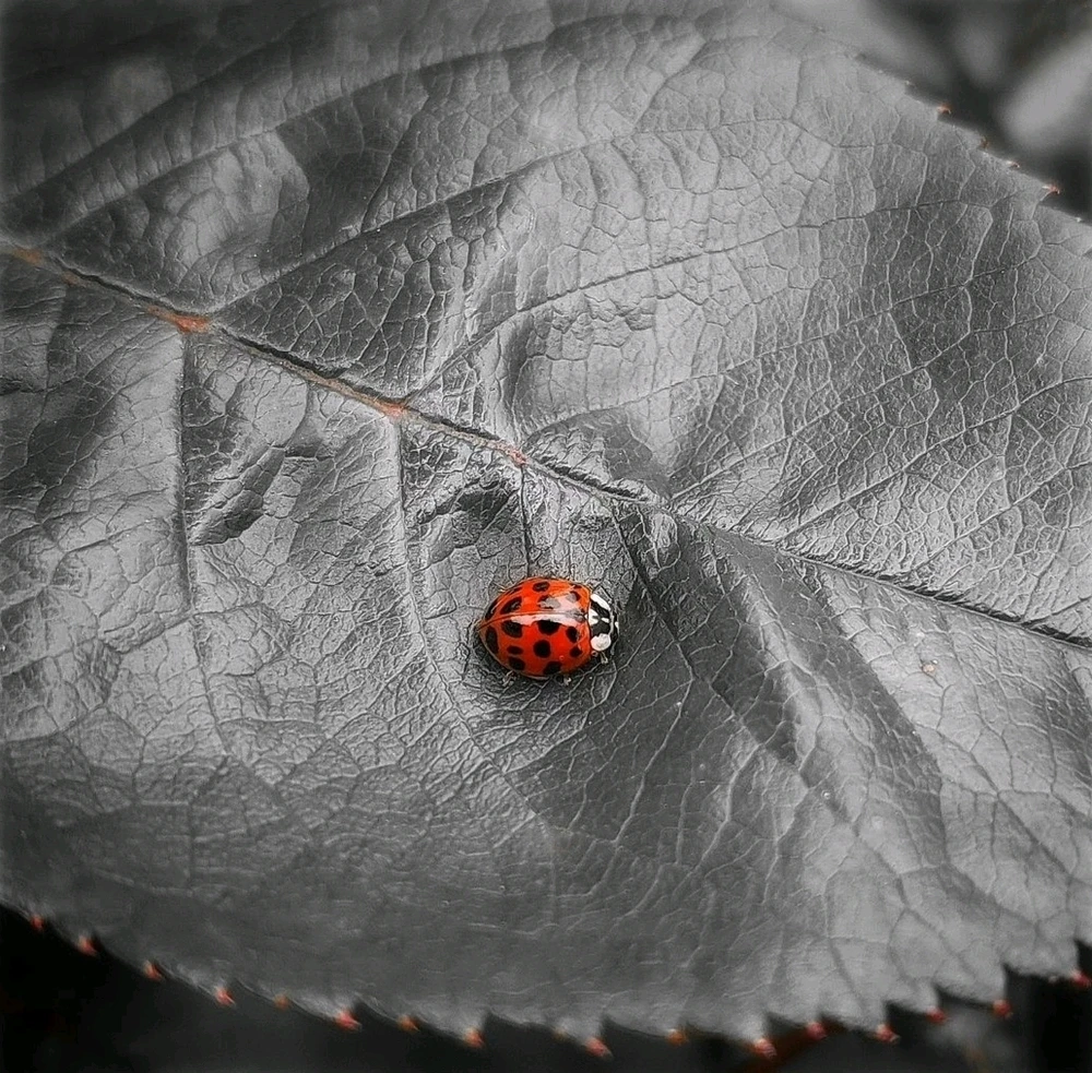 Image ajoutée par Caroline