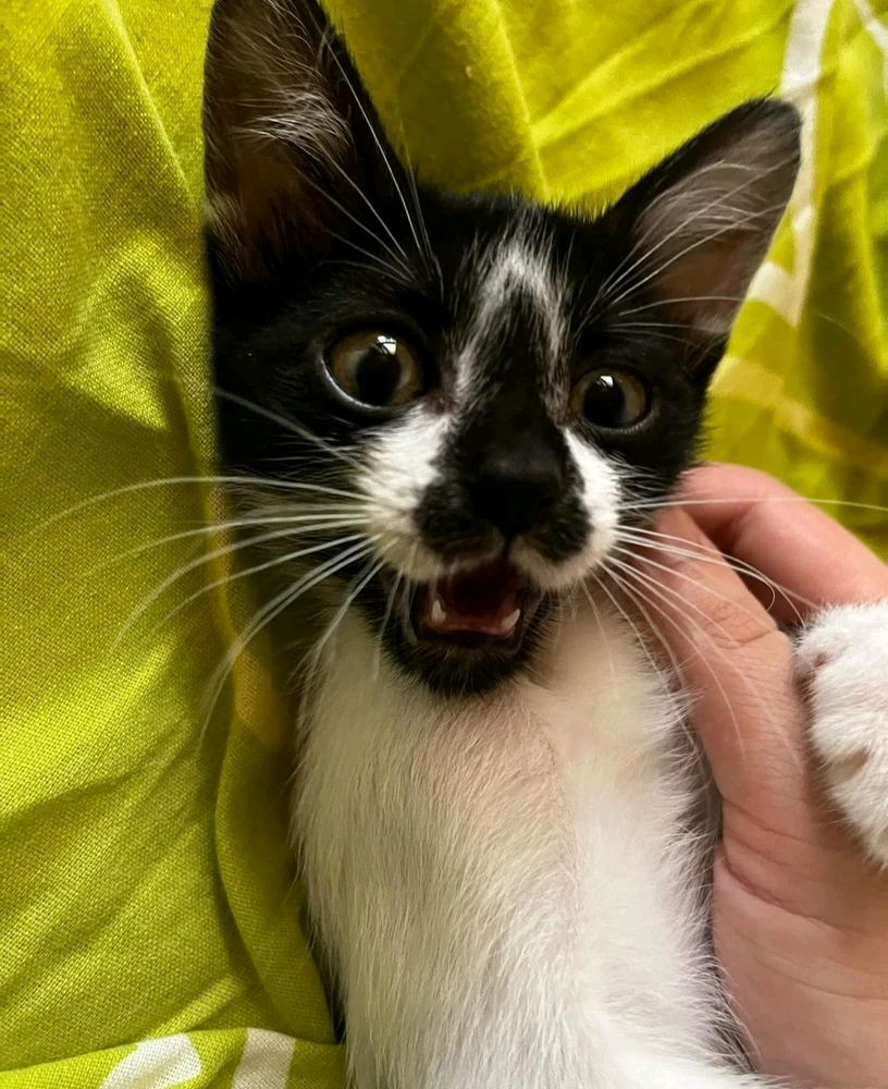 Cutie pie