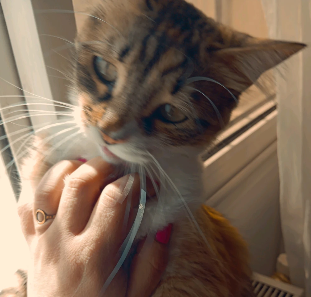 Image ajoutée par smile