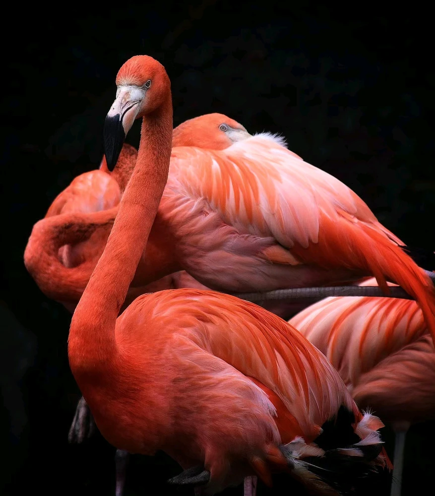 Image ajoutée par Caroline