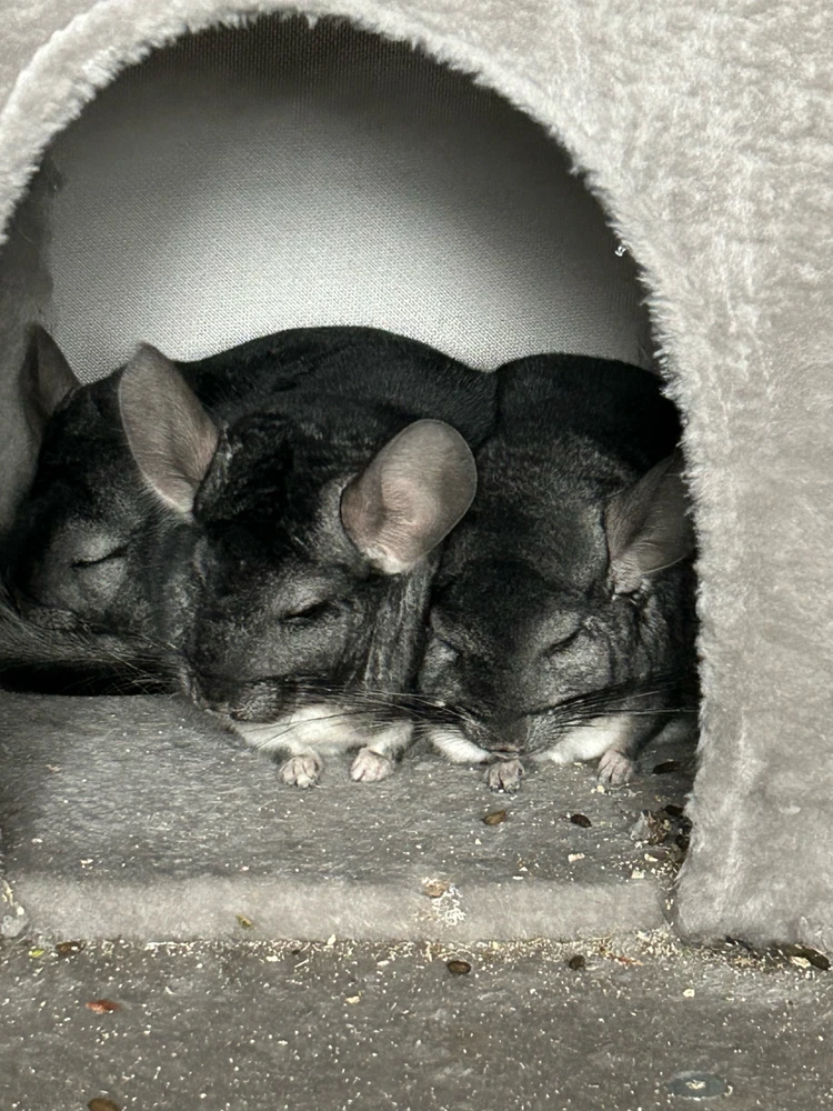 Image uploaded by Louis