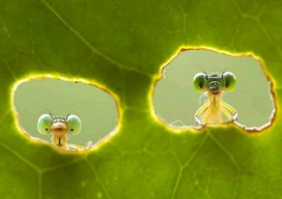 Gros plan photo sur une feuille végétale avec deux trous, chacun laissant voir la tête d'un insecte.