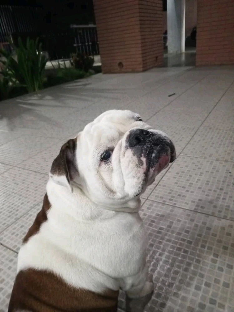 Bulldog Inglés... Sansón... My Big Love