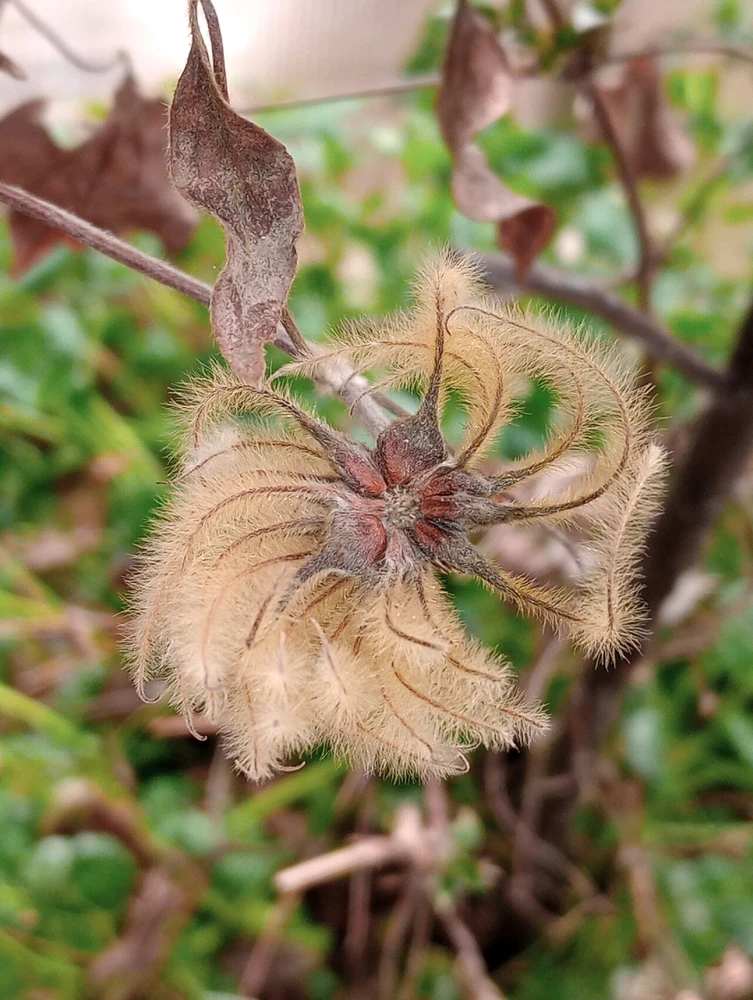 Image uploaded by Sage