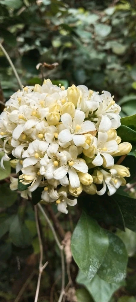 Image uploaded by Pinki