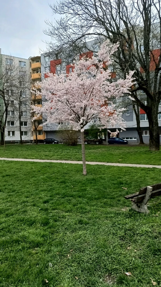 I-upload ni Vladislav Efimov ang larawan