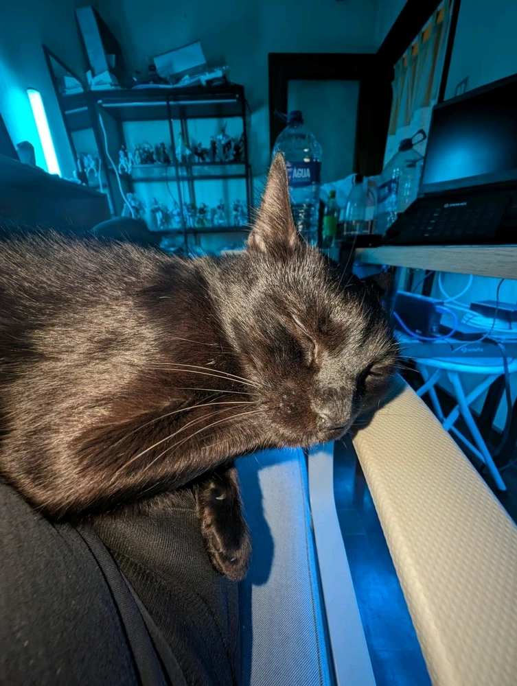 Um gato preto deitado no colo de uma pessoa sentada numa cadeira, o gato está apoiando a cabeça no suporte de braço da chair.