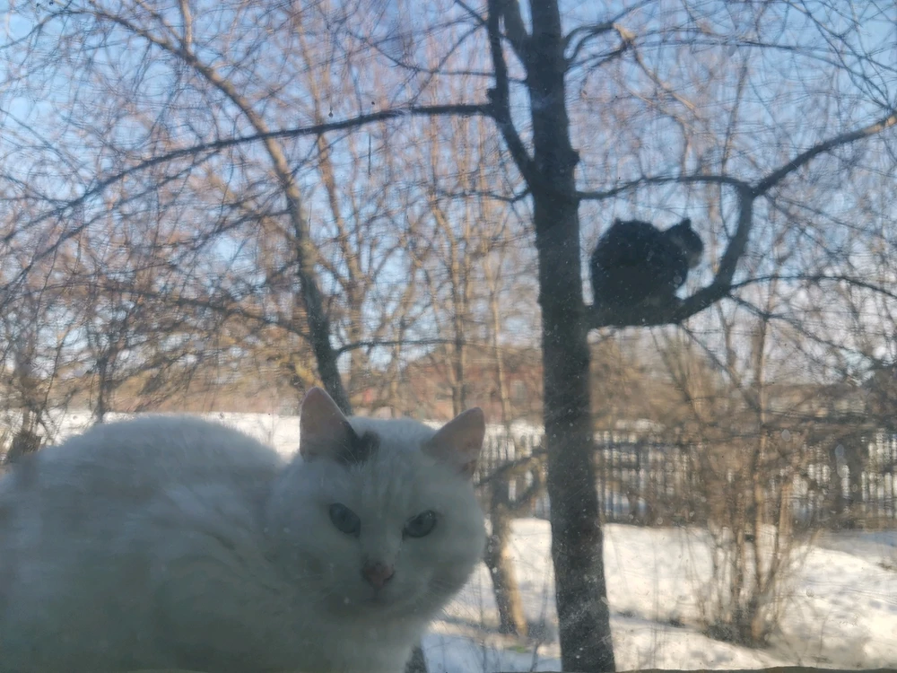 Image uploaded by ꧁༺✿ ​ꪑ𝓲𝘳ꪖ(=^ ◡ ^=)