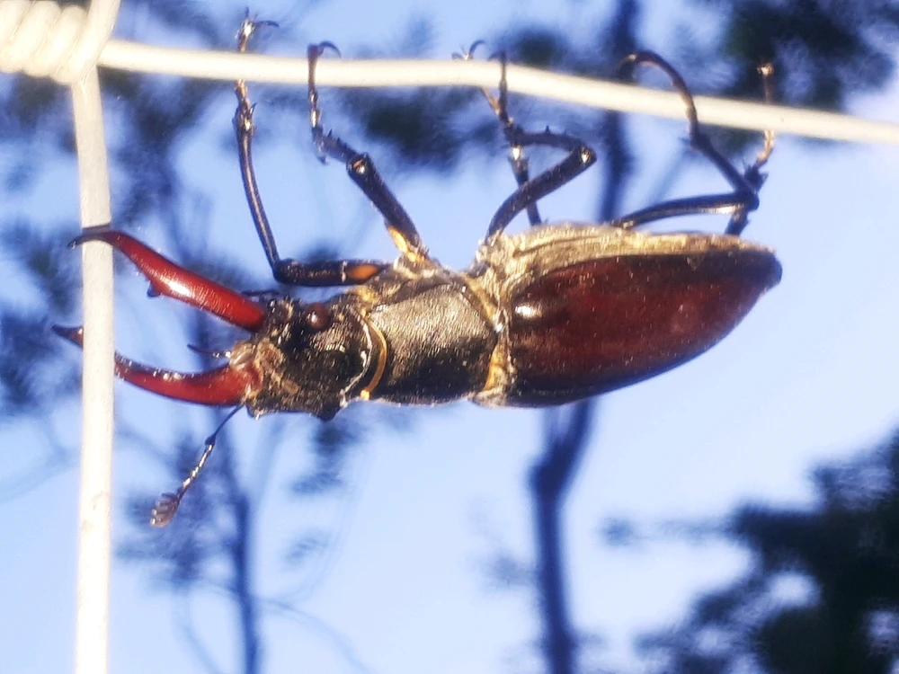 Bild hochgeladen von Herbert = ᚺᛖᚱᛒᛖᚱᛏ