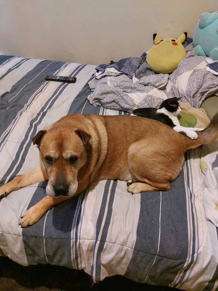 Image uploaded by Lauchlan