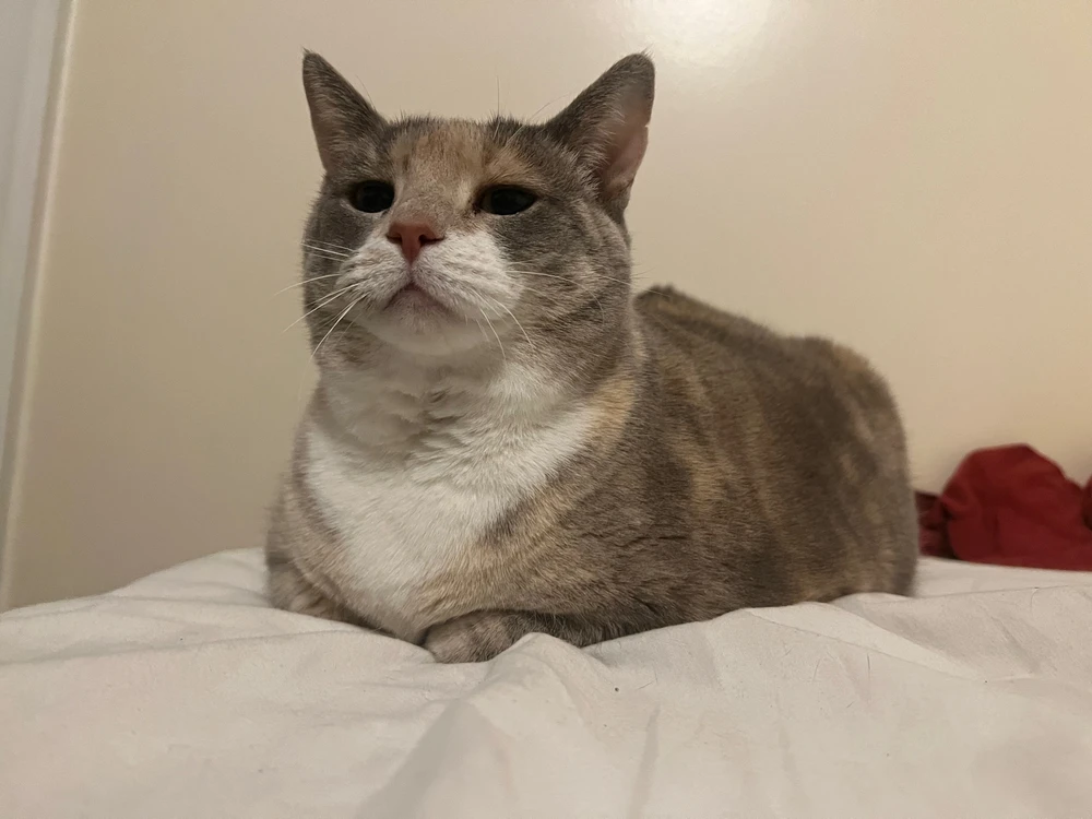 a super cute dilute calico cat loafing on a bed