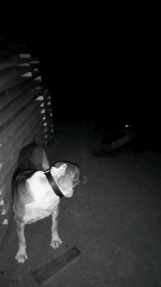 Тревожный кадр 