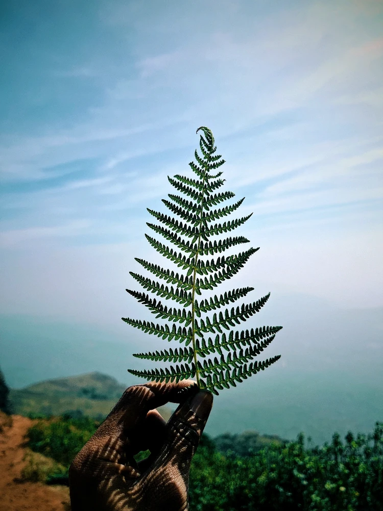 Image uploaded by Kushik