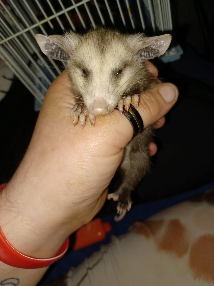 Image uploaded by Nyxx