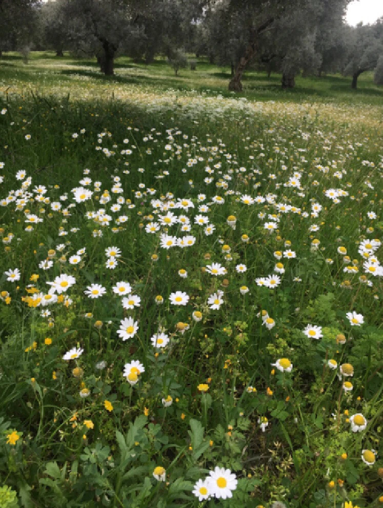 Sizce bu mevsimin adı sadece Bahar mı?
