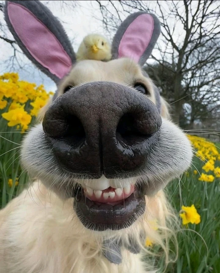 Immagine caricata da ZafaryZafary