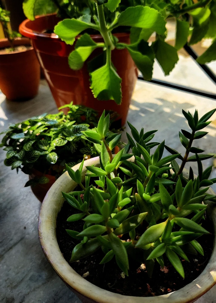 Image uploaded by Indranil Banerjee