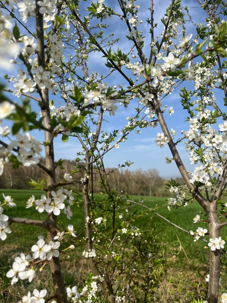 Obrázek nahrál Mňaui