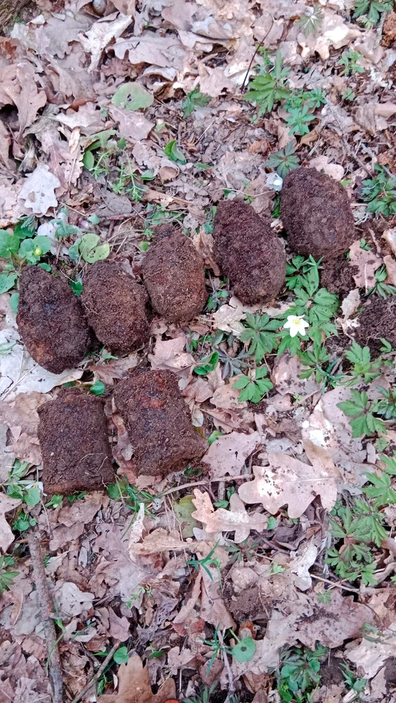 Obrázek nahrál David